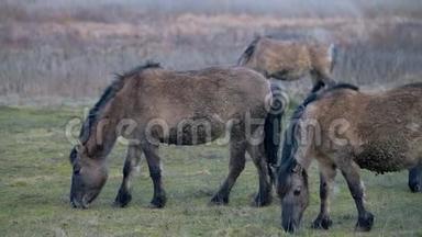 非常罕见的波兰野生小马在刮风的日子里吃冬草。 波兰东部的自然公园。