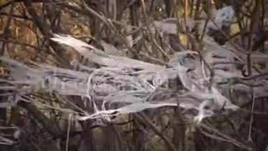 塑料垃圾。 垃圾塑料胶带随风飘动，紧贴池塘附近的树枝，乌克兰