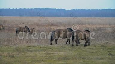 非常罕见的波兰野生小马在刮风的日子里吃冬草。 波兰东部的自然公园。
