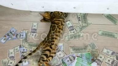 Bengal猫从沙发<strong>底下</strong>弄到零花钱
