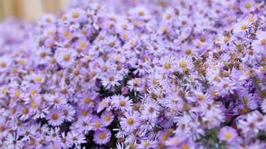 五颜六色的紫丁香紫薇花在秋天的阴天生长和开花，蜜蜂和蝴蝶飞来飞去