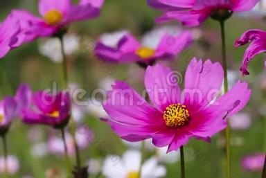 粉红色的墨西哥星号或宇宙花朵在自然花园中绽放，有微风的室外背景