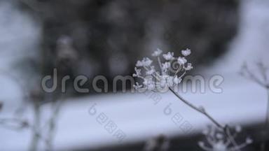 草地上的干燥植物被霜冻的霜冻覆盖。 冬天降雪的天气。 冰冻冰晶