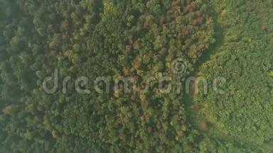 美丽的全景视频在绿色森林顶部的好天气。
