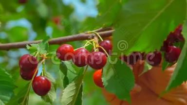 女人的手在从树枝上采摘美味的红熟樱桃