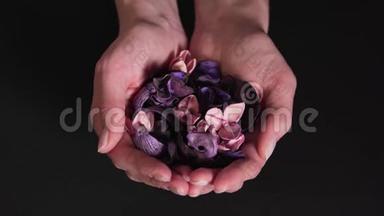 芳香疗法-美丽的干花在女人的手`隔离在一个黑色的背景。 天然药物和天然药物