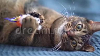 一只漂亮的猫在床上的蓝色毯子上玩玩具。 特写静态镜头.. 玩的宠物咬伤和抓伤