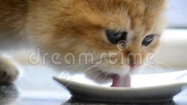 一只可爱的英国品种的金色小猫舔着<strong>碟子</strong>里的鲜奶，猫`脸特写