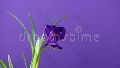 鳄鱼。 在<strong>紫色</strong>或<strong>紫色背景</strong>下盛开的明亮的蓝色或<strong>紫色</strong>紫丁香番红花或藏红花的时间流逝。