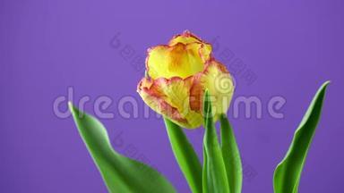 郁金香。 在紫色或紫色背景上盛开的亮黄色、红色、彩色郁金香花的时间。