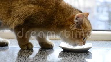 一只可爱的英国品种的金色小猫舔着碟子里的鲜奶，猫`脸特写