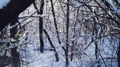 特写镜头。 雪躺在森林里的树枝上。 一个美丽的冬天<strong>故事</strong>。 <strong>慢</strong>动作。 对斯泰迪达姆的射击