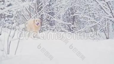 黄金猎犬的白狗在冬天的<strong>童话森林</strong>里繁殖。 一天。 下雪了。
