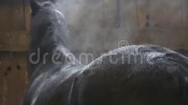黑马在竞技场训练后。 弗里斯兰马的湿毛。