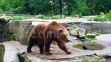 夏天，两只棕熊在动物园里来回走动