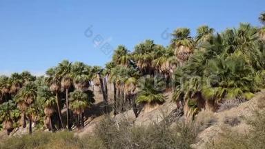 在科切拉山谷保护区附近的千棕榈绿洲，棕榈树在沙漠中生长。维利斯棕榈绿洲。加利福尼亚
