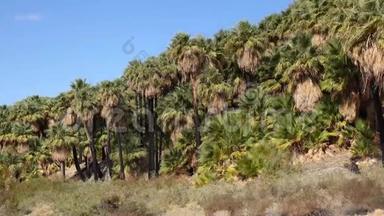 在科切拉山谷保护区附近的千棕榈绿洲，棕榈树在沙漠中生长。维利斯棕榈绿洲。加利福尼亚