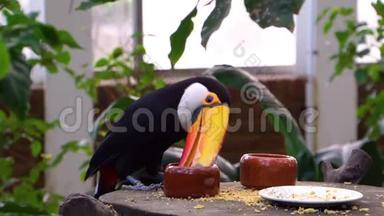 有趣的特写，一个托科图坎吃种子从一个小碗，热带鸟类从美国
