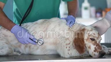 兽医在宠物医院检查狗。 狗在宠物诊所生病了。