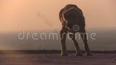 残疾狗，日出时三条腿坐在水面上的残疾狗。