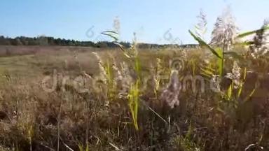 芦苇丛在乌克兰草原上随风摇摆