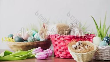 可爱<strong>的</strong>复活节兔子在<strong>篮子里</strong>，五颜六色<strong>的鸡蛋</strong>和郁金香在木桌上。 复活节节日装饰品，复活节概念背景