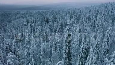 飞过白雪皑皑的云杉树。 阴天傍晚冰冻的冬林..