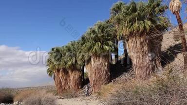 在科切拉山谷保护区附近的千棕榈<strong>绿洲</strong>，棕榈树在沙漠中生长。维利斯棕榈<strong>绿洲</strong>。加利福尼亚