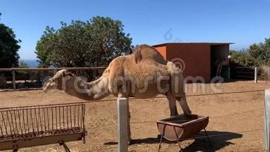 骆驼在阳光明媚的日子在动物园吃干草，<strong>圈养</strong>动物的生活和营养