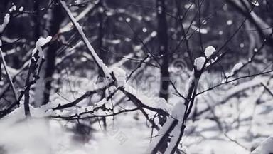 特写镜头。 雪躺在森林里的树枝上。 一个美丽的冬天<strong>故事</strong>。 <strong>慢</strong>动作。 对斯泰迪达姆的射击