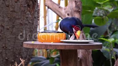 紫罗兰图拉科食用食品特写，鸟类饮食，流行的非洲异国物种