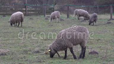 毛茸茸的羊在农场土地上吃草。 成群的羊在户外吃草