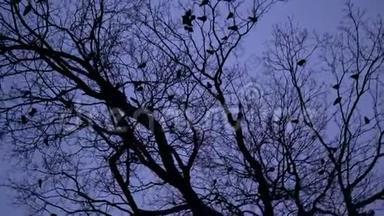 <strong>夜晚树</strong>上乌鸦群的剪影。 可怕的黑乌鸦在<strong>树</strong>梢在蓝色的时间筑巢。 黄昏时的鸟类迁徙，