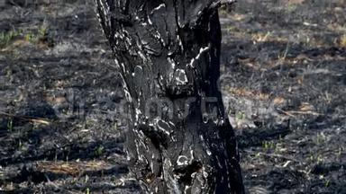 森林里春火过后被<strong>烧焦</strong>的泥土和树干。 黑色的<strong>烧焦</strong>的田野，有新鲜的新草芽。 死尸
