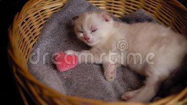 可爱的小猫带着<strong>一颗</strong>心睡在柳条篮子里