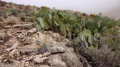 美国西部和西南的Cacti。 草莓刺猬仙人掌，草色刺猬