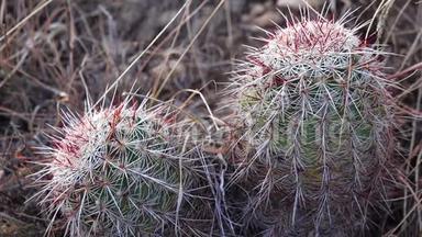 <strong>美国西部</strong>和西南的Cacti。 布雷迪`仙人掌，仙人掌，布雷迪。 墨西哥