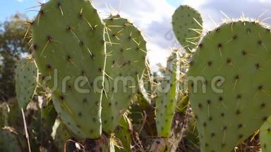 美国西部和西南的Cacti。 雪尼尔刺梨，牛仔`的红色胡须。