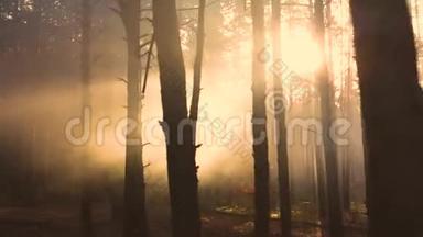 森林的神秘光辉，阳光冲破薄雾。