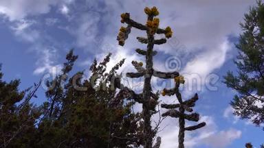 美国西部和西南的Cacti。 乔木花冠，手杖花冠圆柱状或小枝状。