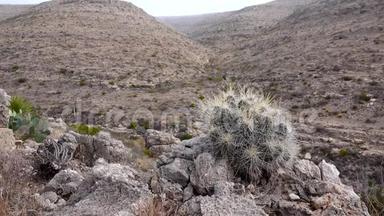 美国西部和西南的Cacti。 草莓刺猬仙人掌，草色刺猬.. 墨西哥