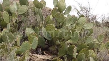 美国西部和西南的Cacti。 。 雪尼尔刺梨，牛仔`的红色胡须。 墨西哥