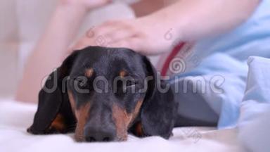 关门的主人正在抚摸他躺在家里床上的狗dachshund。 爱宠爱宠