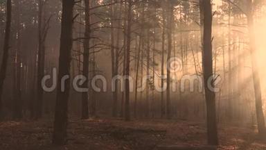 森林的神秘光辉，阳光<strong>冲破</strong>薄雾。