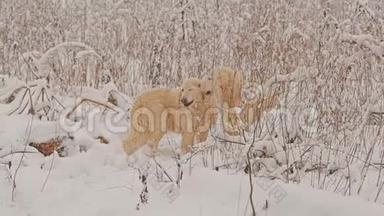 黄金猎犬的白狗在冬天的<strong>童话森林</strong>里繁殖。 一天。 下雪了。