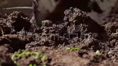 用铲子挖地面的特写。 一只脚穿着黑色橡胶靴，把铁锹插入松散的土壤中。 农业概念，春天