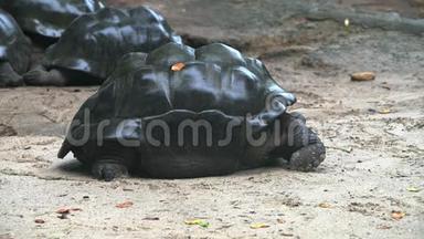 奥达布拉巨龟寻找食物奥达布拉切利斯吉甘特亚。 马河岛塞舌尔。