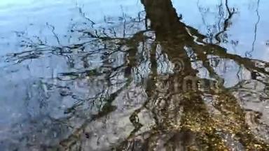 秋树光秃秃的枝条在湖水光滑表面的反射。