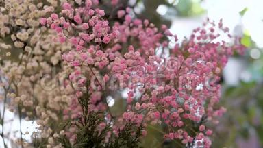 粉红色和白色吉普索菲拉花的气味。 鲜花店装修及祝贺.