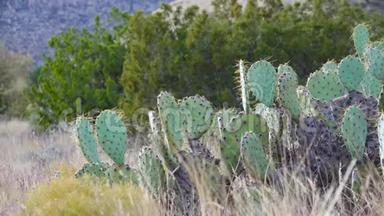 美国西部和西南的Cacti。 雪尼尔刺梨，牛仔`的红色胡须。 墨西哥